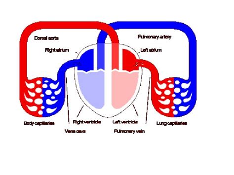 Body What Does The Heart Look Like The