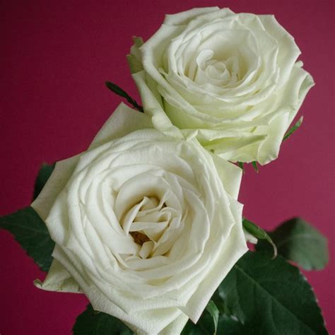 Popular Green Rose Varieties Flowerlink