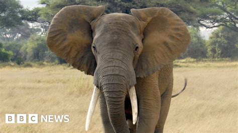 Hundreds Of Elephants Found Dead In Botswana Bbc News