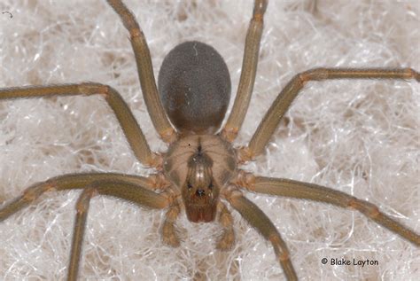 Brown Recluse Spider No 28 Mississippi State University Extension
