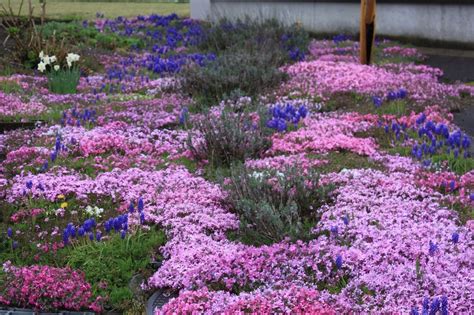 Lavender Ground Cover Plants Top Ground Cover With Red