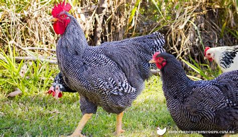 Check spelling or type a new query. Barred Plymouth Rock Chicken Breed