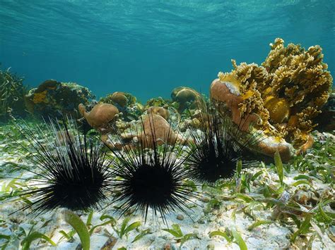 Sea Urchin Wikipedia 43 Off