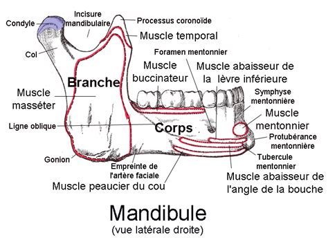 It is located in front of and below the urinary bladder. Mandibulaire