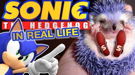 All Characters Sonic The Hedgehog In Real Life😲 Youtube