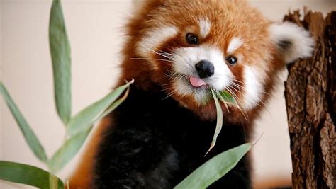 Coronavirus In Oklahoma Okc Zoo Launches Red Panda Cam Live Stream