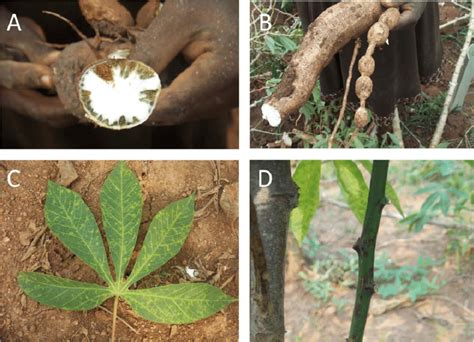 Cassava Brown Streak Disease Cbsd Storage Root Necrosis A Radial