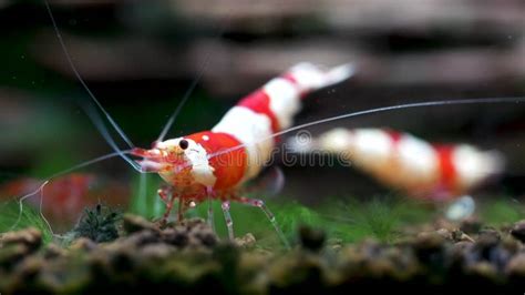 Red Bee Dwarf Shrimp Look For Food From Aquatic Soil Among The Other