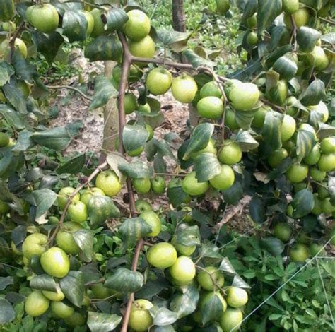 Full Sun Exposure Thai Green Apple Ber Plant For Fruits At Rs 60piece In Hardoi