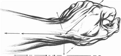 Angle Of Palm Elevation Drawing Hands Elevation Drawing How To
