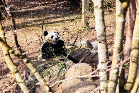 Bon Voyage Bao Bao National Zoo Panda Heads To China Soon Wtop News