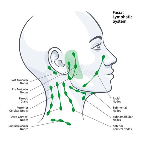 Lymphatic System Face