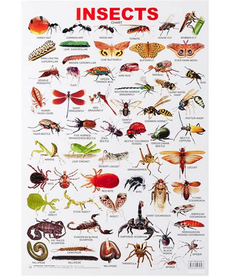 Chart Insects Md Gunasena