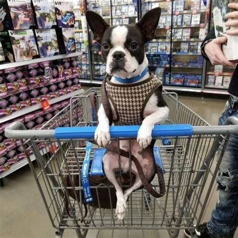 25 Reasons Why You Should Never Own Boston Terriers The Paws Boston