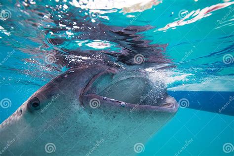 Underwater Shoot Of A Gigantic Whale Sharks Rhincodon Typus Stock