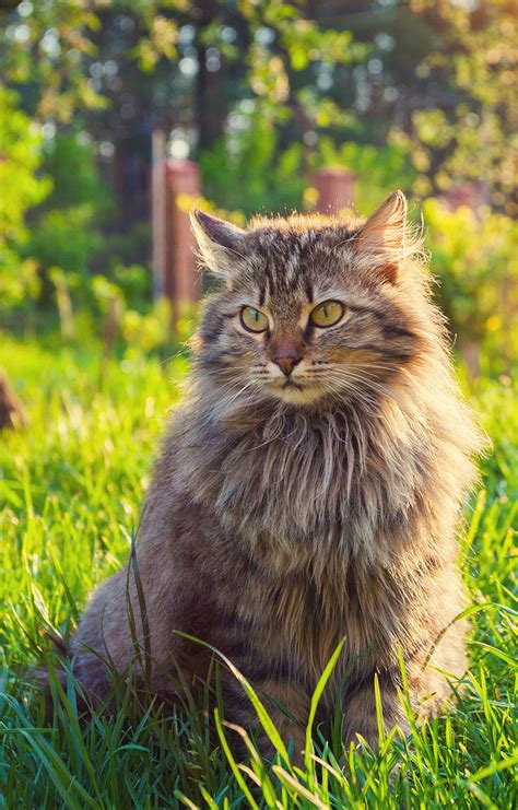 Siberian Cat A Complete Guide To The Unique Siberian