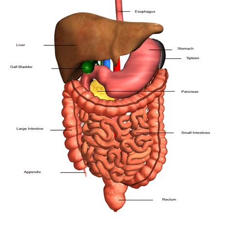 The Human Digestive System Labeled Modernheal