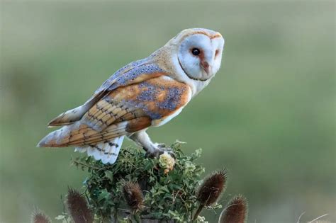 Texas Owl Species And Where To Find Them Birding Locations