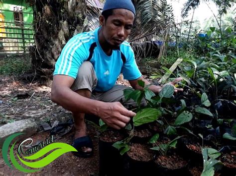 Mekai Tanaman Liar Dari Kalimantan Yang Bermanfaat Sebagai Penyedap Alami Makanan Media