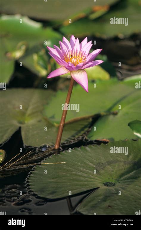 Lily Water Flower Nymphaea Stellatanymphaea Nouchali In Pond Pinkly
