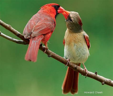 Cardinal Mates The Red Male Feeds His Mate When She Is Pregnant In
