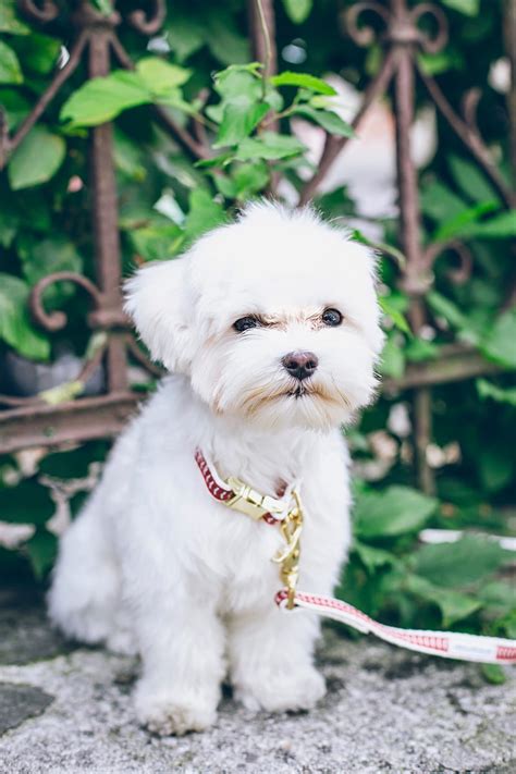 Maltese Puppy Dog White Pet Hd Phone Wallpaper Peakpx