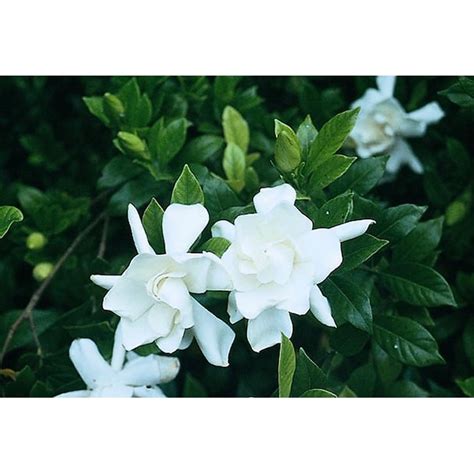 Monrovia White Frostproof Gardenia Flowering Shrub In Pot With Soil
