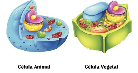 Funciones De Los Organelos Celulares
