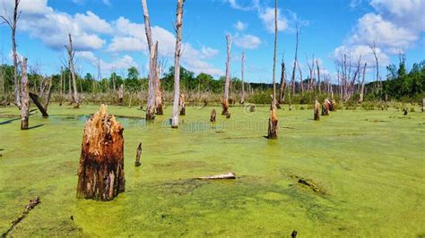Swamp Completely Covered In Green Algae With Dead Tree Trunks Stock