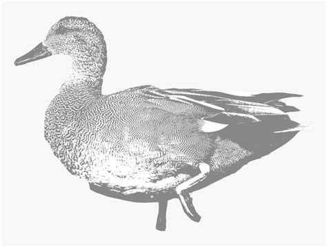 Gadwall Mallard Hd Png Download Kindpng