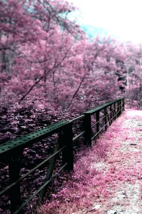 We did not find results for: Japanese Cherry Blossoms Wallpaper Download Now Blossom ...