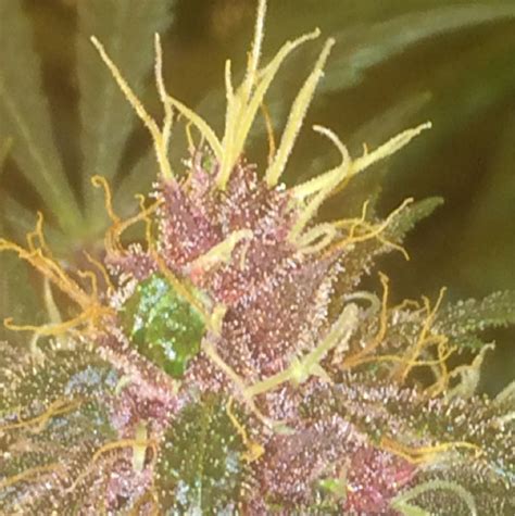 Photos Of Purple Kush Weed Strain Buds Leafly