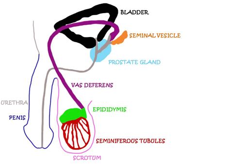 Male Reproductive System Images Anatomy Chart Body ClipArt Best