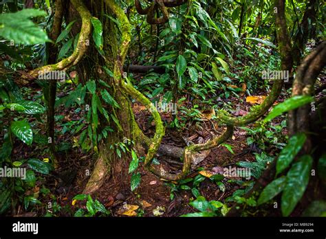 Stems And Lianas In The Ecuadorian Amazon Jungle Stock Photo Alamy
