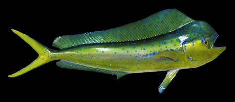 Los halcones adultos tienen alas cónicas y finas, que les permiten volar a alta velocidad y cambiar de dirección rápidamente. Dolphin (Mahi) Fish Mount and Fish Replicas