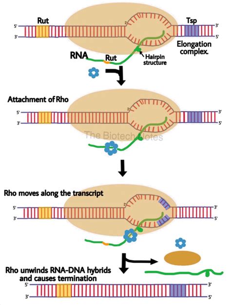 Transcription In Prokaryotes The Biotech Notes