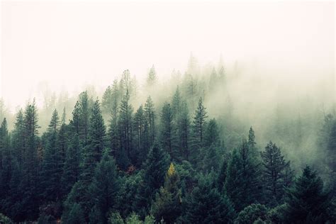 Kostenlose Foto Baum Shortleaf Black Spruce Atmosphärisches