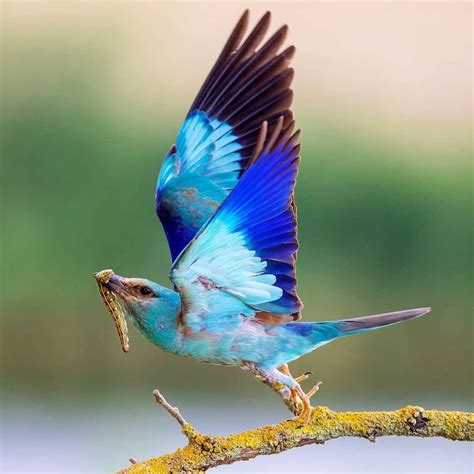 Onlyraptors Beautiful Birds Of Prey Photography By