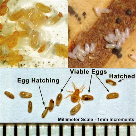 Bed Bug Eggs Pictures Identifying How The Eggs Look Like Bed Bug Sos