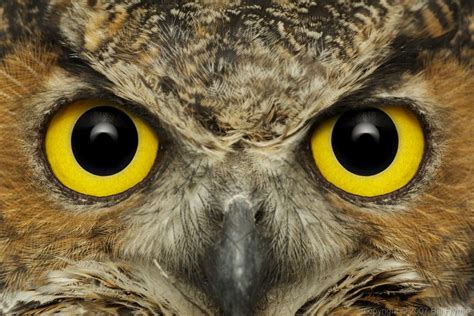 Owls Keeping An Eye On Things Image Of The Week Bill Frymirebill