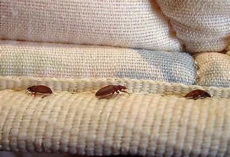 Best Bed Bug Pest Control Service In Atlanta