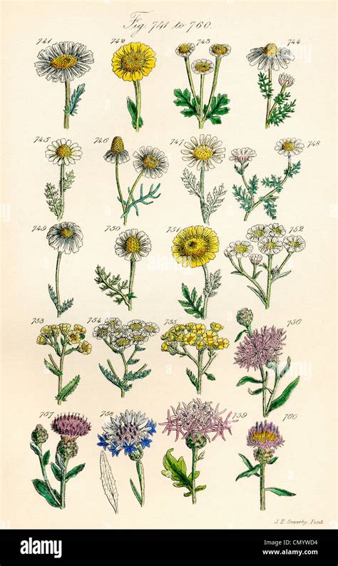 Page Of Colour Illustrations From British Wild Flowers After A Work By