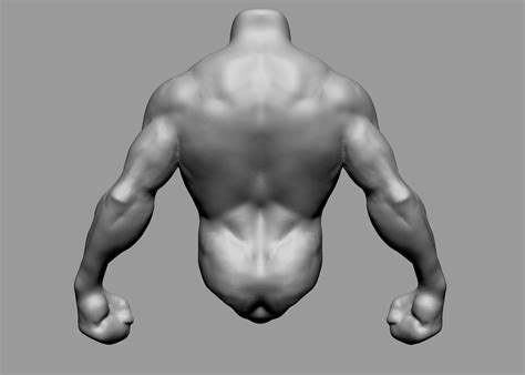 Male Torso V4 3d Model In Anatomy 3dexport