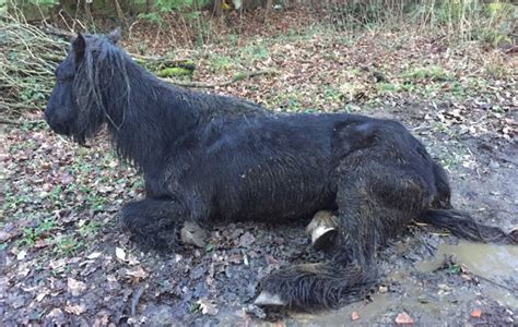 Dumped Horse Found Half Dead Put To Sleep Horse And Hound