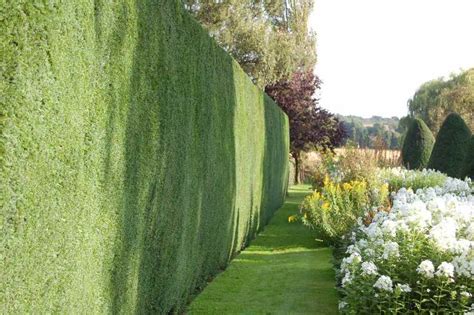 12 house plants that are surprisingly hard to kill. Creative Screening For Privacy — Swansons Nursery ...