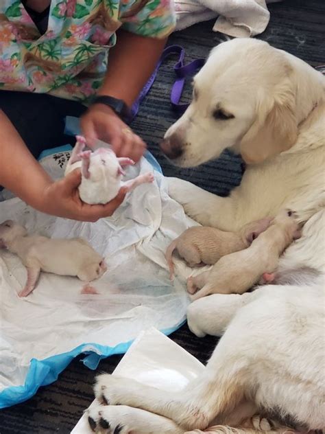 Their unusual colour, and they are the less common of all the three labrador coat colour types, really makes them stand out. Service dog delivers 8 puppies at Florida airport while waiting for a flight | Service dogs ...