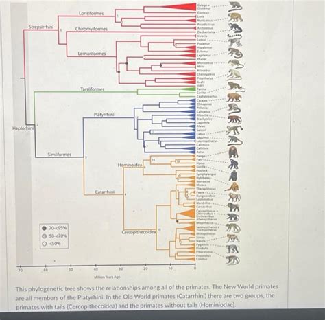 Solved are all members of the Platyrhini. In the Old World | Chegg.com