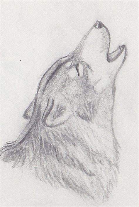 Howling Wolf Drawing | Wolf drawing, Wolf art drawing, Wolf sketch