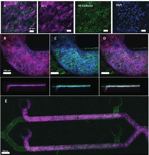 Immunostaining Of Tight Junction Protein ZO 1 And Adherens Junction