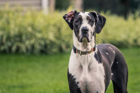 Great Dane Stock Photos Pictures And Royalty Free Images Istock